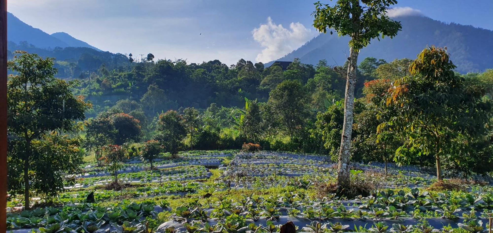 Manigelang Villa Munduk Exteriér fotografie